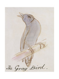 Buy The Gray Bird, from "Sixteen Drawings of Comic Birds" at AllPosters.com