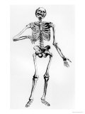Buy Human Skeleton at AllPosters.com