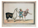 Buy Grimaldi and the Alpaca, in the Popular Pantomime of the Red Dwarf, Published 1813 in London at AllPosters.com