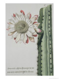 Cereus Erectus Altissimus Syrinamensis from "Phythanthoza Iconographica"