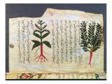 Plants from a Treatise by Dioscoride, 13th Century