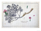 Buy Caryophyllus Arboreus and Seriphius, from a Work by Joseph Pitton De Tournefort at AllPosters.com