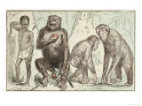 Buy Evolution of Man from Mammals, from "La Creation Naturelle Et Les Etres Vivants" at AllPosters.com
