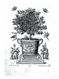 Buy Ornamental Tree in an Urn on a Small Stage at AllPosters.com