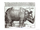 Rhinoceros, Print Given to Maximilian I by the King of Lisbon, 1515