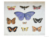 Buy French and Foreign Butterflies at AllPosters.com