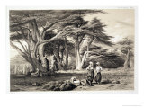 Buy The Cedars of Lebanon at AllPosters.com