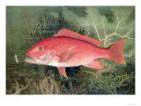 Buy Red Snapper, from "Game Fishes of the United States," Published 1878 at AllPosters.com