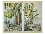 Buy Seaweed, Fishes, Sea Horse, Crab and Shellfish, Illustrated Plates from "La Vie Sous Marine" at AllPosters.com