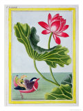 Buy Chinese Red Water Lily, Volume I at AllPosters.com