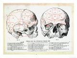 Skull with Phrenologic Indications after Franz Josef Gall