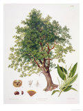 Buy Sweet Chestnut at AllPosters.com