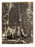 Buy Base of the Grizzly Giant at AllPosters.com