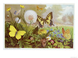Buy Butterflies, Illustration from an Hungarian Natural History Book, circa 1900 at AllPosters.com