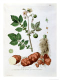 Buy Potato, Botanical Plate from "La Botanique Mise a La Portee De Tout Le Monde" at AllPosters.com