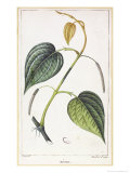 Buy Betel, Botanical Plate, circa 1810 at AllPosters.com