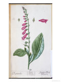 Buy Digitalis Purpurea, from "Herbarium Blackwellianum," 1757 at AllPosters.com