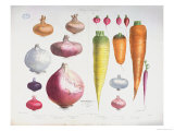 Buy Onions, Radishes and Carrots, from the First "Album Vilmorin," 1850 at AllPosters.com