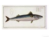 Buy Mackerel Plate Liv from "Ichthyologie, Ou Histoire Naturelle Generale Et Particuliere Des Poissons" at AllPosters.com