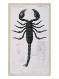 Buy African Scorpion at AllPosters.com