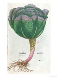 Buy Cabbage, Botanical Plate at AllPosters.com