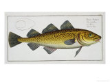 Buy Cod Plate Lxiv from "Ichthyologie, Ou Histoire Naturelle Generale Et Particuliere Des Poissons" at AllPosters.com