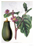 Buy Aubergine, Botanical Plate from "Flore Des Jardins Du Royame Des Pays-Bas" by A. W. Sythoff, 1860 at AllPosters.com