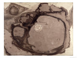Buy Planets, 1857 at AllPosters.com