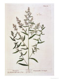 Buy Tarragon, Plate 116 from "A Curious Herbal," Published 1782 at AllPosters.com