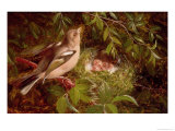 A Chaffinch at Its Nest, 1877