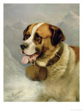 Buy A Portrait of a St. Bernard in an Alpine Landscape at AllPosters.com