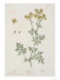 Buy Rue, Plate 7 from "A Curious Herbal," Published 1782 at AllPosters.com