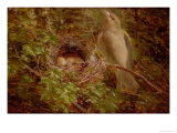 A Greenfinch at Its Nest, 1877