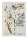 Fennel, Plate 288 from 