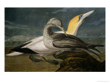 Gannets from 