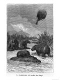 Buy The Hippopotamus, Illustration from "Five Weeks in a Balloon" by Jules Verne Paris, Hetzel at AllPosters.com