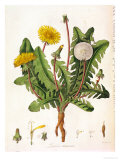 Buy Dandelion at AllPosters.com