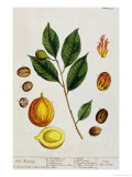 Buy The Nutmeg, Plate 353 from "A Curious Herbal," Published 1782 at AllPosters.com
