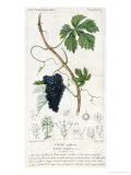 Grape Vine Botanical Plate, circa 1820