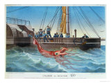 Buy The Giant Squid Caught by the Alecton off the Coast of Tenerife, 30th November 1861 at AllPosters.com
