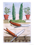 Buy Gardening Knife, from "Hesperides" by Giovanni Battista Ferrari at AllPosters.com