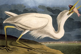 Buy Great White Heron from "Birds of America" at AllPosters.com