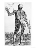 Buy Anatomical Study, Illustration from "De Humani Corporis Fabrica", 1543 at AllPosters.com