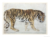 Buy Tiger at AllPosters.com