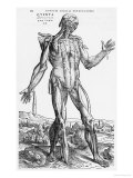 Buy Anatomical Study, Illustration from "De Humani Corporis Fabrica", 1543 at AllPosters.com
