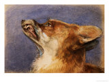 Buy Head of a Fox at AllPosters.com