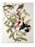 Rose-Breasted Grosbeak from 