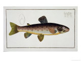 Buy Brown Trout Plate XXIII from Ichthyologie at AllPosters.com