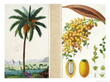Buy Date Tree and Fruit,Early Nineteenth Century at AllPosters.com