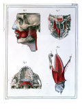 Buy Anatomy of the Throat and Jaw, from "Manuel D'Anatomie Descriptive Du Corps Humain" at AllPosters.com